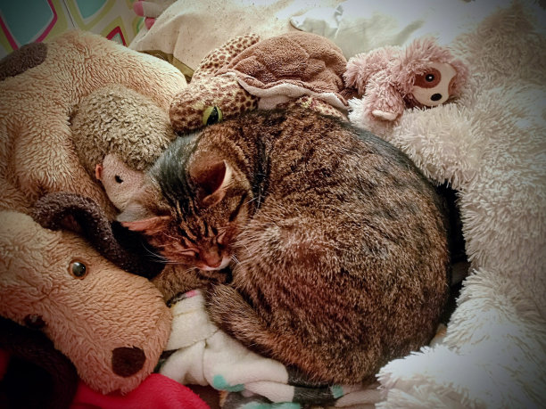 一张猫躺在床上被填充动物玩具包围的照片图片下载