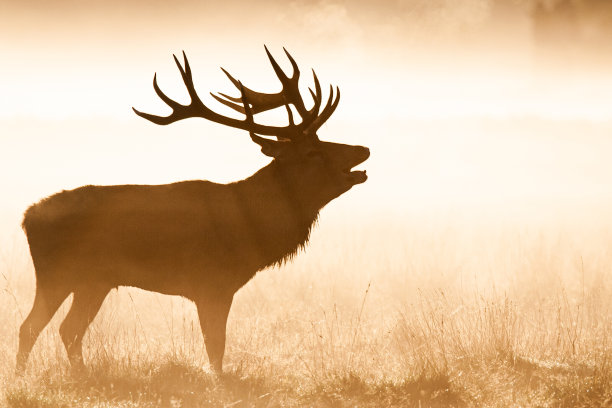 欧洲马鹿每年发情时的剪影图片下载