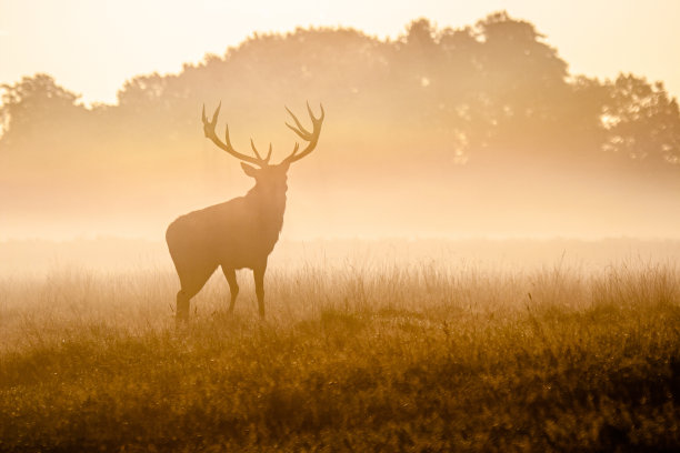 欧洲马鹿每年发情时的剪影图片下载