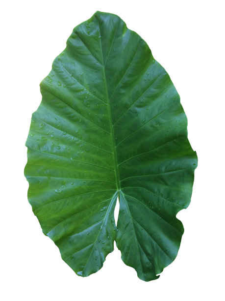 大根芋或巨象耳的绿叶与雨滴孤立在白色背景与剪枝路径。图片下载