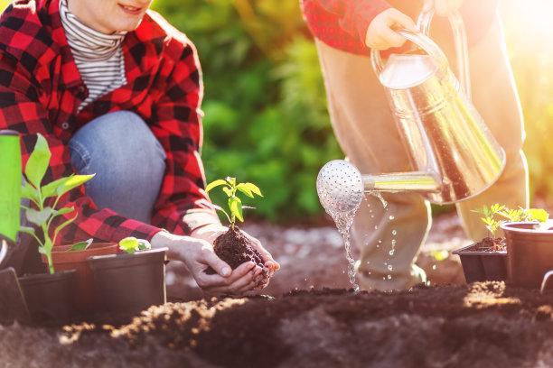 母子俩在泥土里种下幼芽图片下载