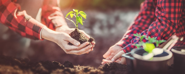 把幼芽放在孩子手中的大人。图片下载