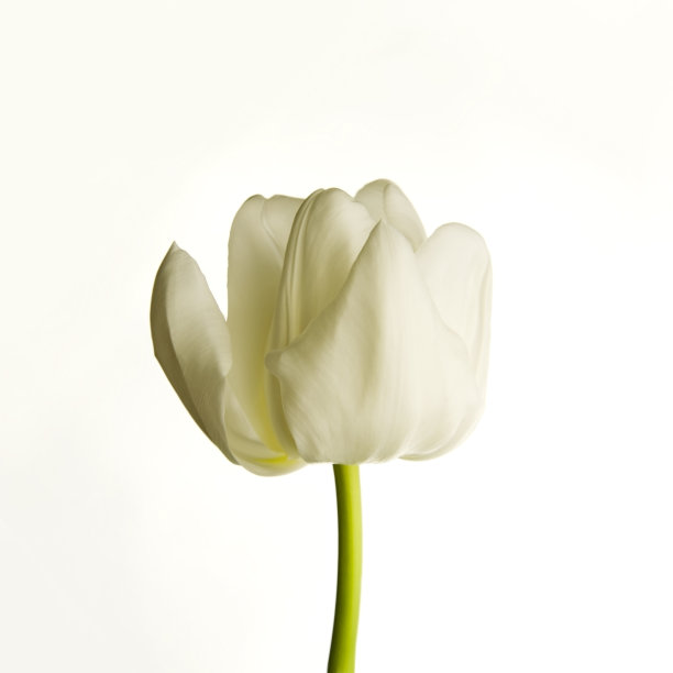 浅背景上的白色郁金香图片下载