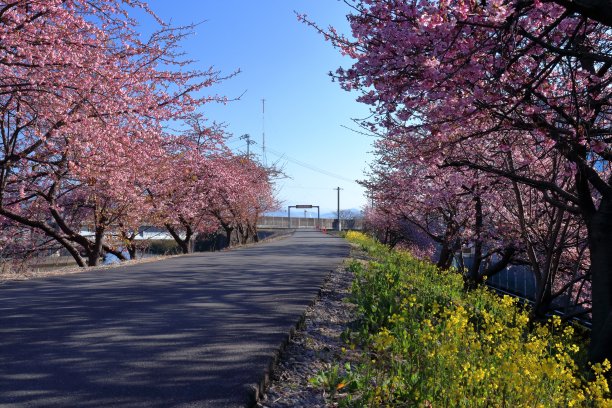 早春(高知县高知市大津)河边盛开的樱花和油菜花图片下载