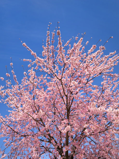 冈崎仓鲜花盛开图片下载