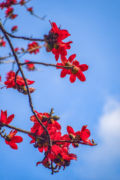木棉在春天图片下载