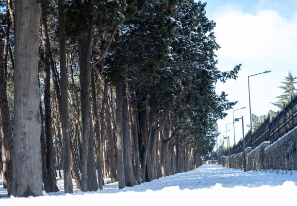 美丽的背景壁纸冬天与雪图片下载