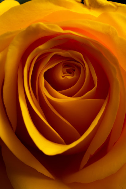 工作室里黄色玫瑰的美丽特写图片下载