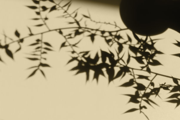 阴影自然米色背景。图片下载