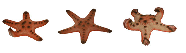 一组红色海星孤立在白色背景上图片下载