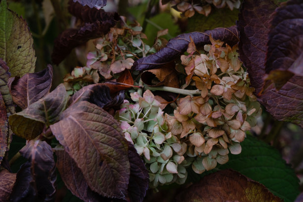 花园里有生锈的绣球花。最后的秋日花开。黑暗的照片。图片下载