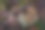 花园里有生锈的绣球花。最后的秋日花开。黑暗的照片。图片下载
