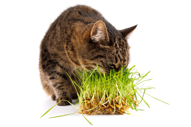 灰色家猫吃新鲜的绿色燕麦芽孤立在白色背景与选择性聚焦和模糊图片下载