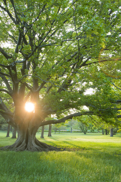 阳光下的树图片下载