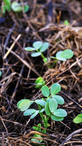 花生植物生长在土壤中。图片下载
