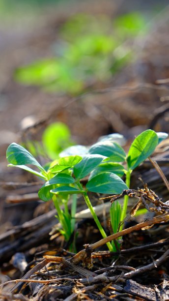 花生植物生长在土壤中。图片下载