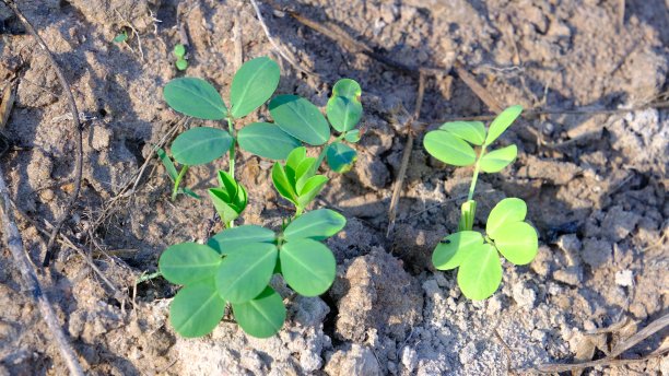 花生植物生长在土壤中。图片下载