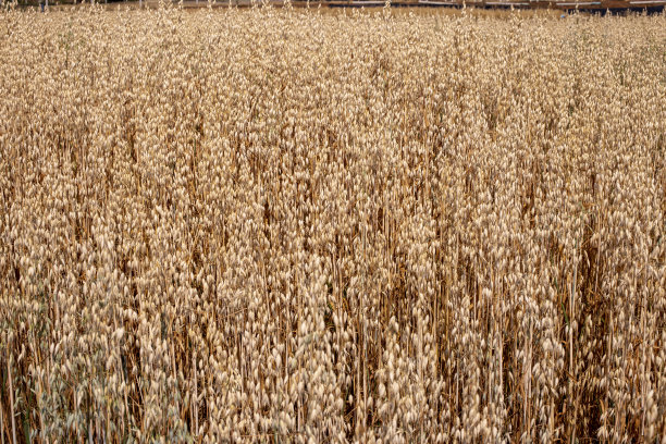 金色的麦田照片图片下载