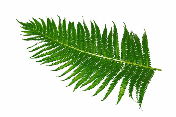 孤立的蕨叶在白色背景上。图片下载