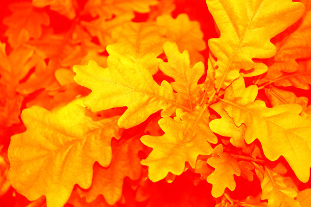 秋日的风景，枝繁叶茂。印度的夏天。图片下载