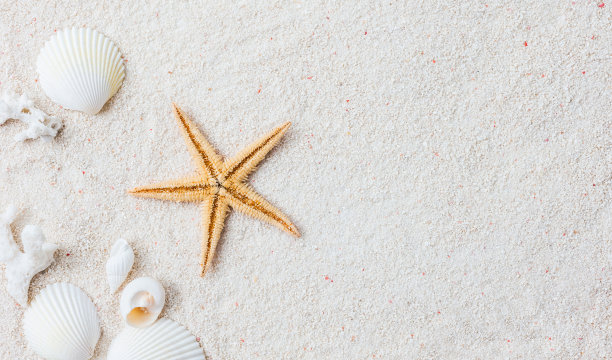 以贝壳和海星为背景的海滩图片下载