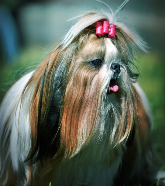 犬种约克郡梗，或约克郡图片下载