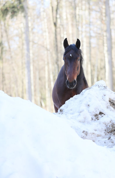 奥洛夫蹄子和雪堆图片下载