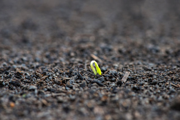 近距离的番茄种子萌发在一个农村花园-选择性焦点图片下载
