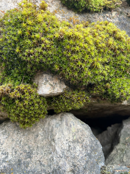苔藓的岩石图片下载