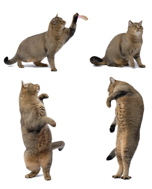 成年灰猫苏格兰直在白色的背景上玩耍，动物跳起来，坐着。集图片下载