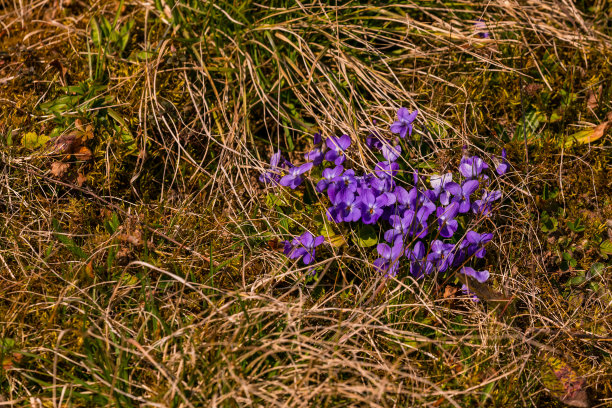在德国，草地上紫色的紫罗兰预示着春天的到来图片下载