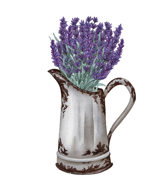 水彩薰衣草在一个金属质朴的罐子孤立在白色。普罗旺斯农舍。图片下载