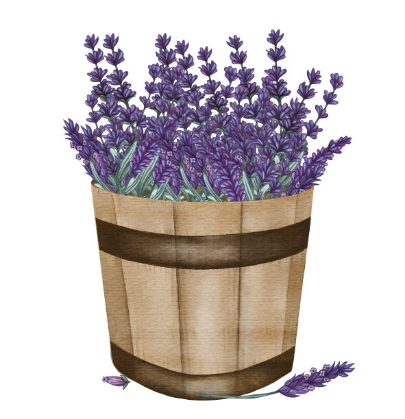 木桶里的水彩薰衣草花束。手绘普罗旺斯插图。图片下载