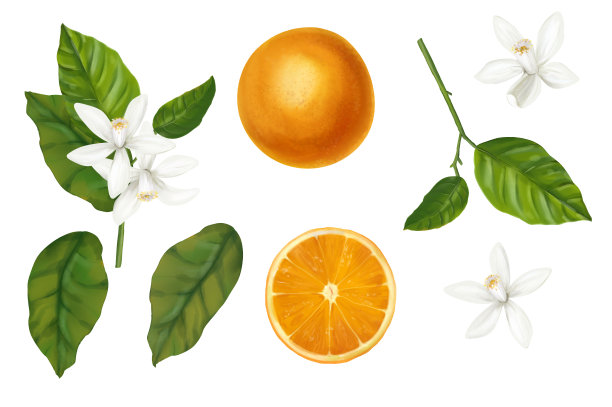 桔子的水彩插图集。图片下载