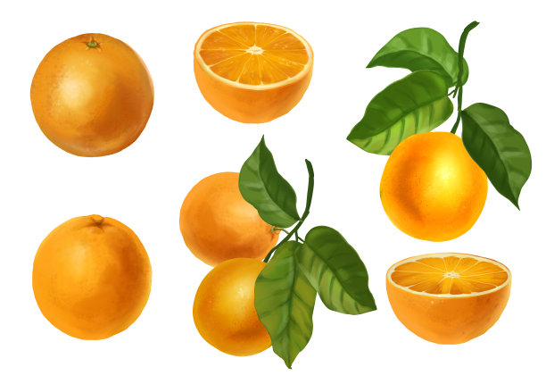 桔子的水彩插图集。图片下载