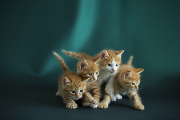 四只小猫肩并肩地走着图片下载