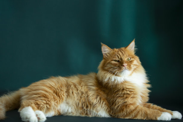 长毛猫的肖像照片图片下载