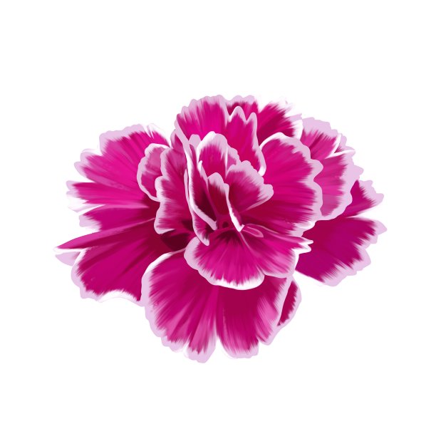 亮粉色康乃馨，不带线条图片下载