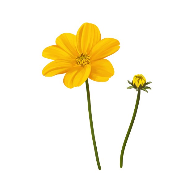 亮黄色的花朵和花蕾没有线条图片下载