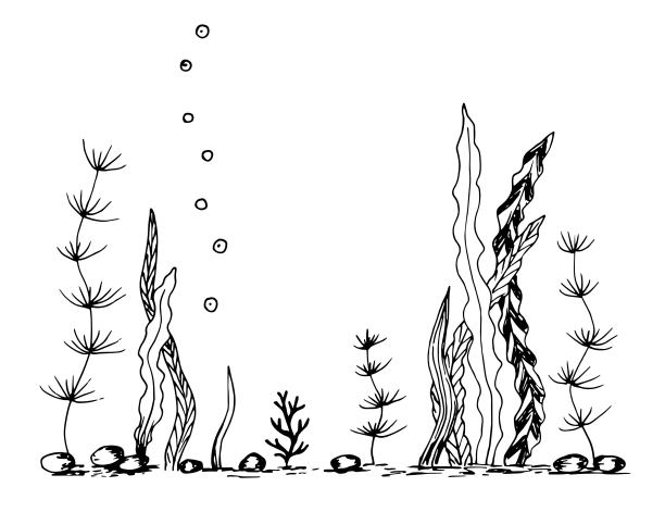简单的矢量墨水草图。海底，藻类，珊瑚和鹅卵石，水下世界。自然,海洋。黑色的轮廓图。图片下载