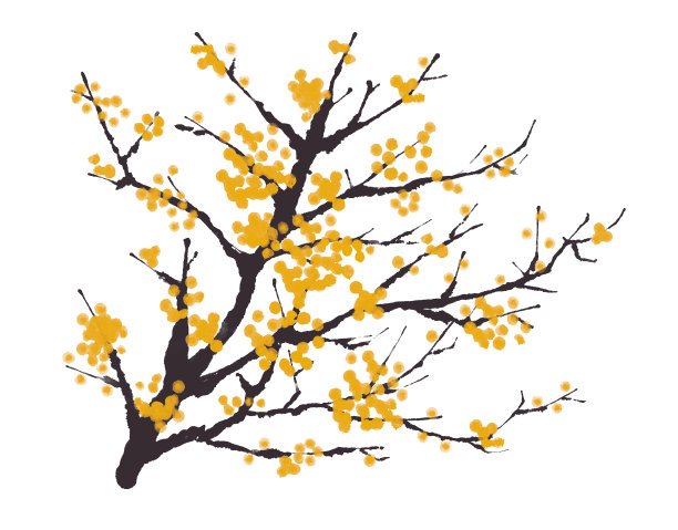 冬香(蜡梅)图片下载