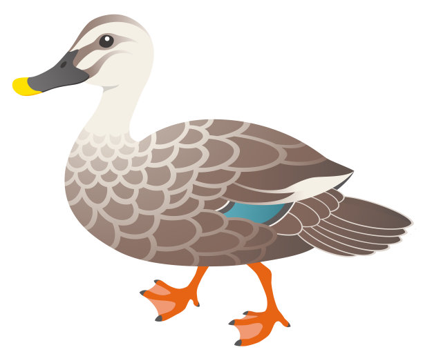 斑嘴鸭，孤立在白色背景上图片下载