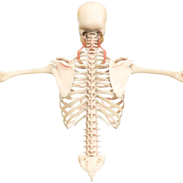 人体肌肉系统肌肉解剖学图片下载