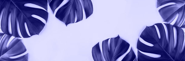 旗帜从热带非常周围的丛林怪物叶子孤立在紫色背景。图片下载