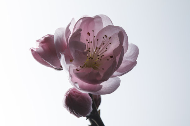 柔和的粉红色桃花在春天盛开图片下载