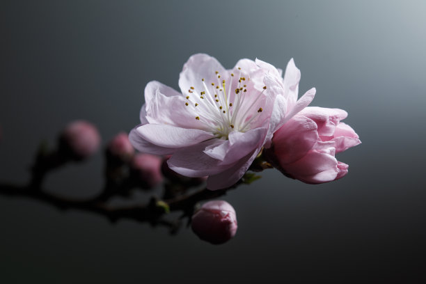 柔和的粉红色桃花在春天盛开图片下载