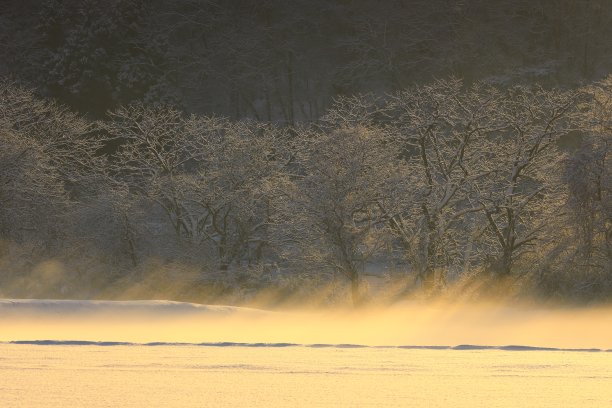 冬天的清晨景观图片下载