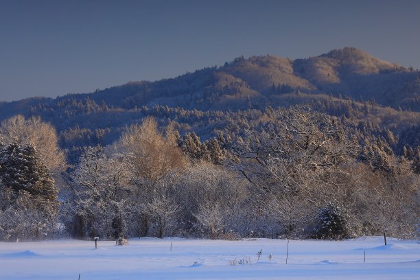 冬天的清晨景观图片下载