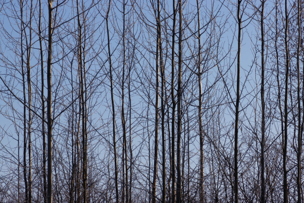 细树干为垂直自然背景图片下载