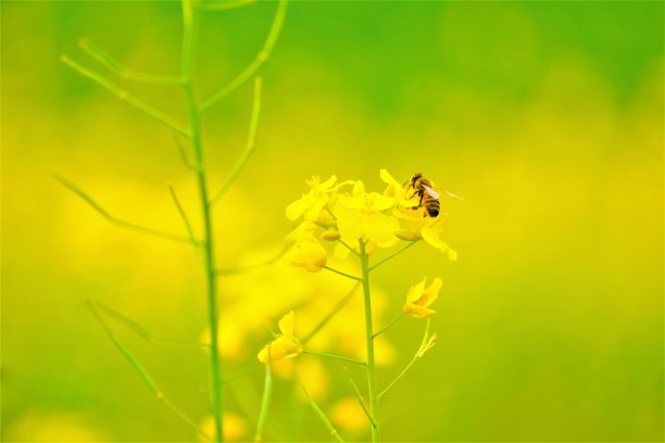 蜜蜂栖息在黄花田里的油菜花上图片下载